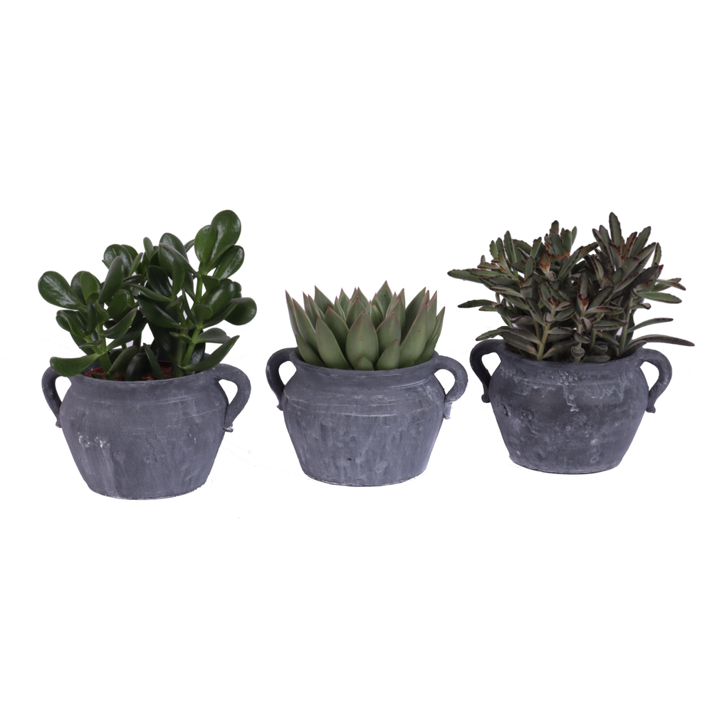 Succulent mix 12 cm in el teide kruik.