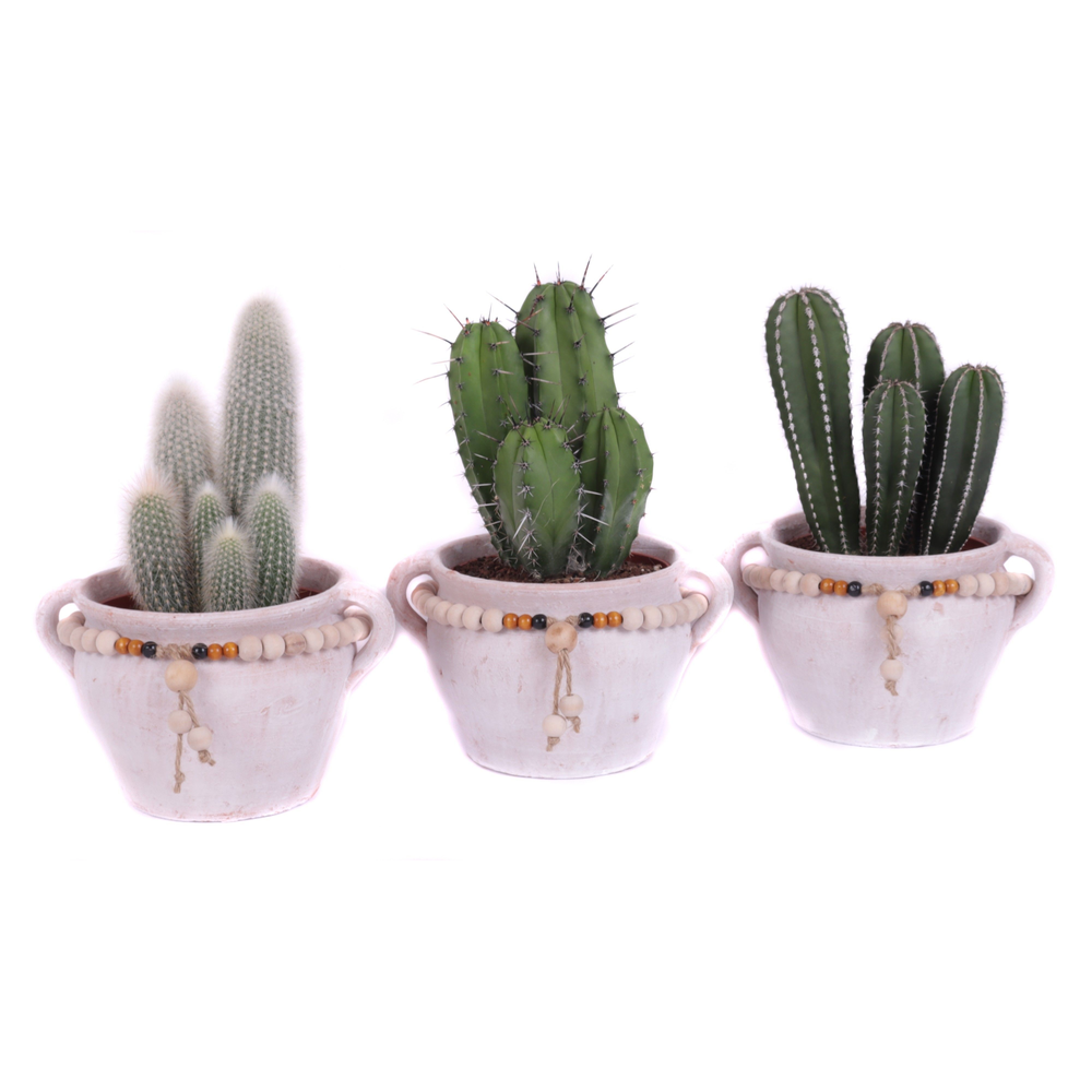 Cactus 15 cm in teno kruik.