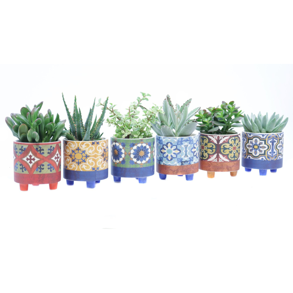 Succulent 8,5 cm in agadir sierpot.