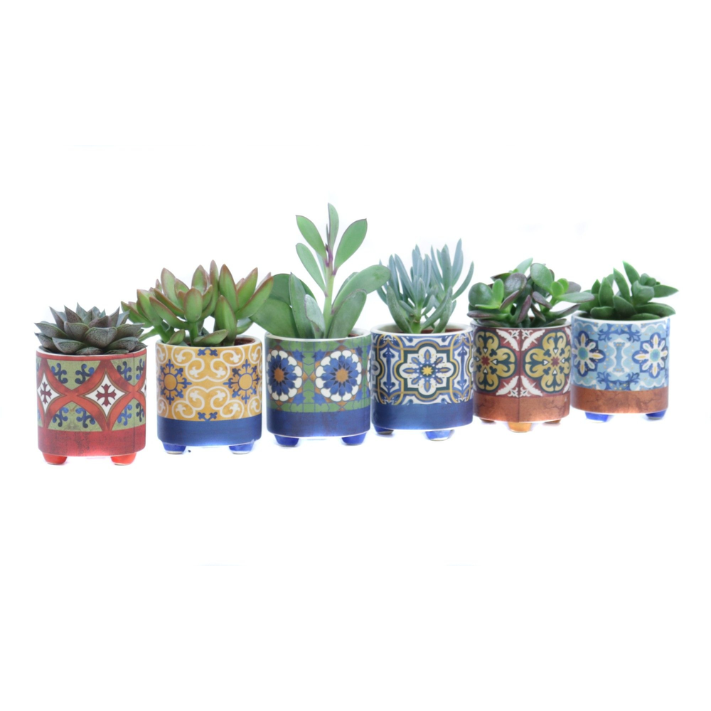 Succulent 5,5 cm in agadir sierpot.