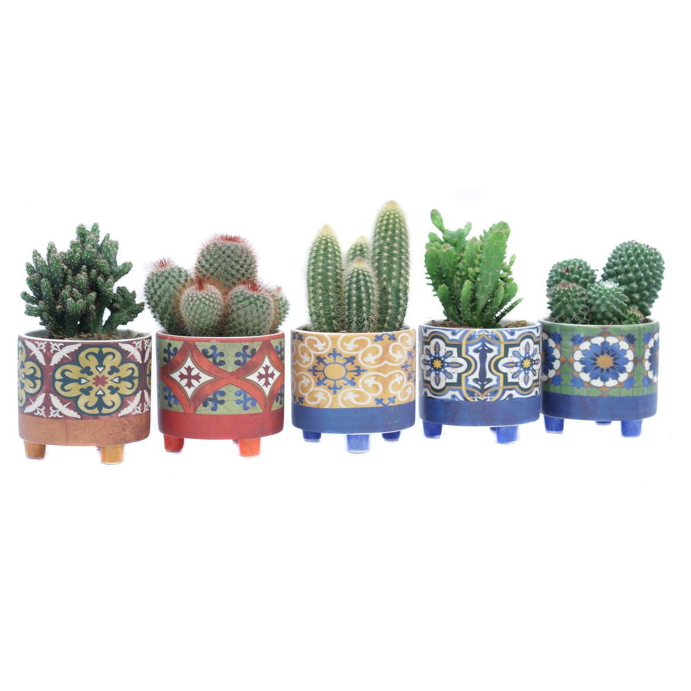 Cactus 10,5 cm in agadir sierpot.