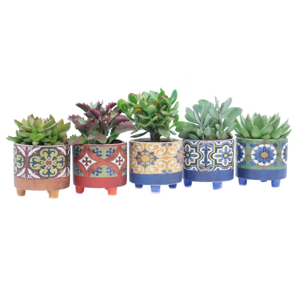 Succulent 10,5 cm in agadir sierpot.