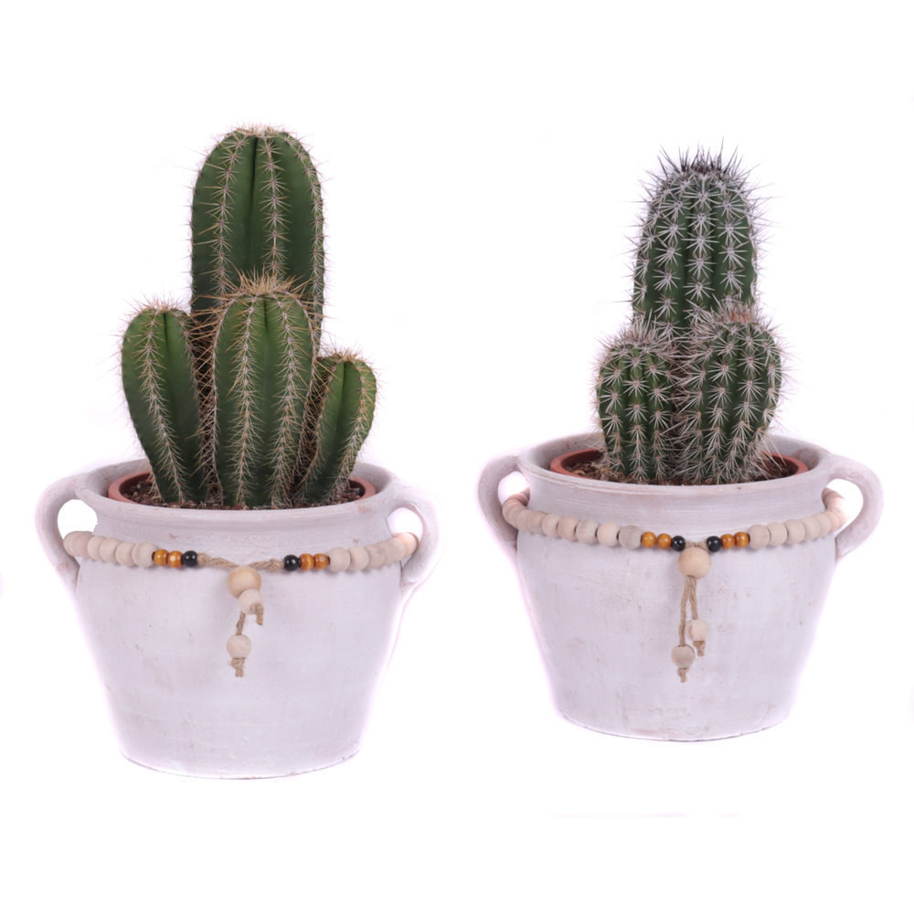 Cactus mix 17 cm in teno kruik.