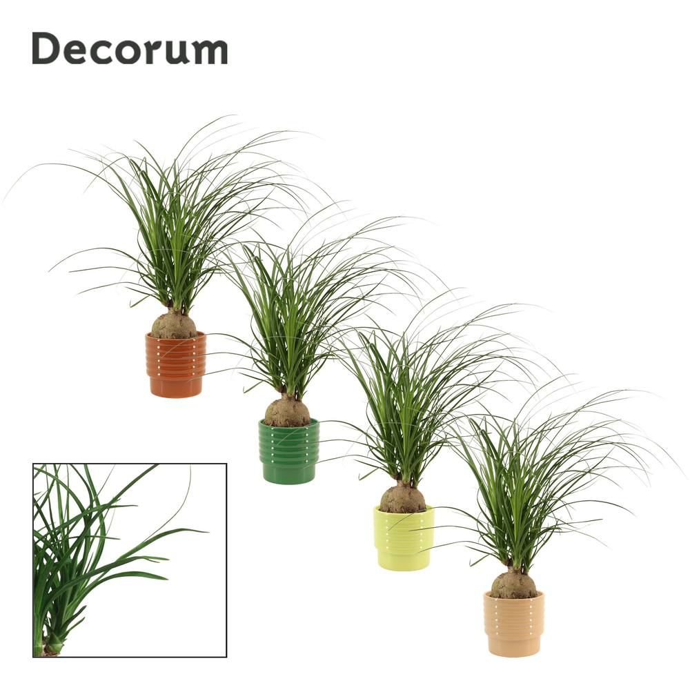 Beaucarnea bol 12 cm in Naemi (Natural bubble-coll.