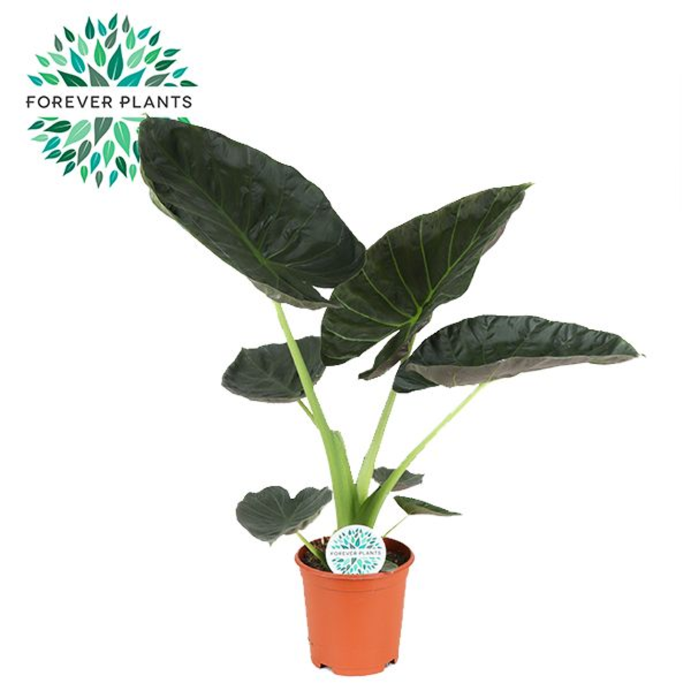 Alocasia Regal Shield p21.