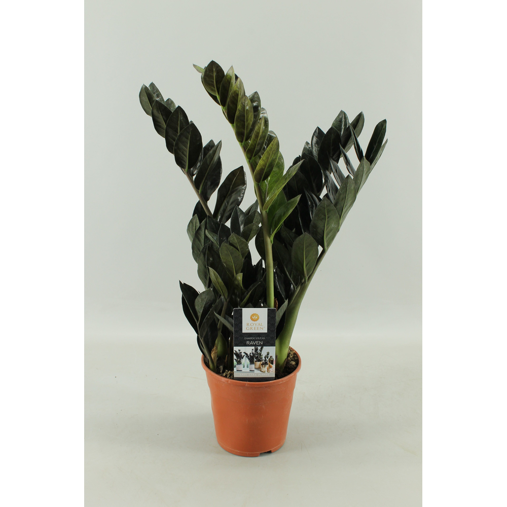 Zamioculcas Raven 14cm.