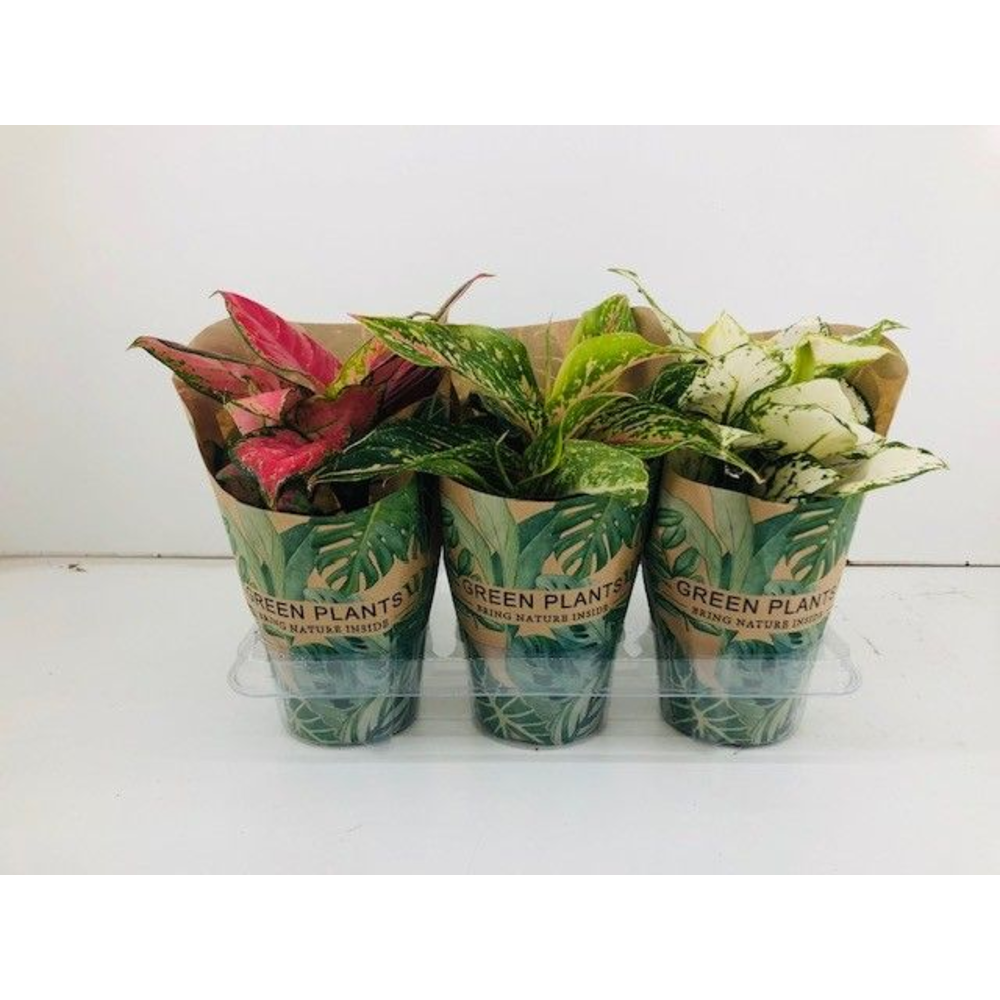 Aglaonema Mix P12 cm in Kraft hoes.
