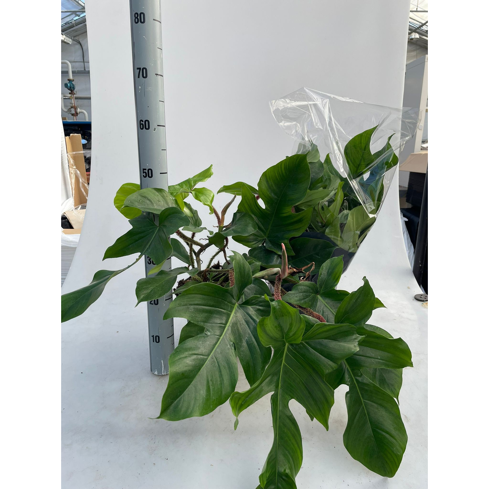 Philodendron squamiferum P21.