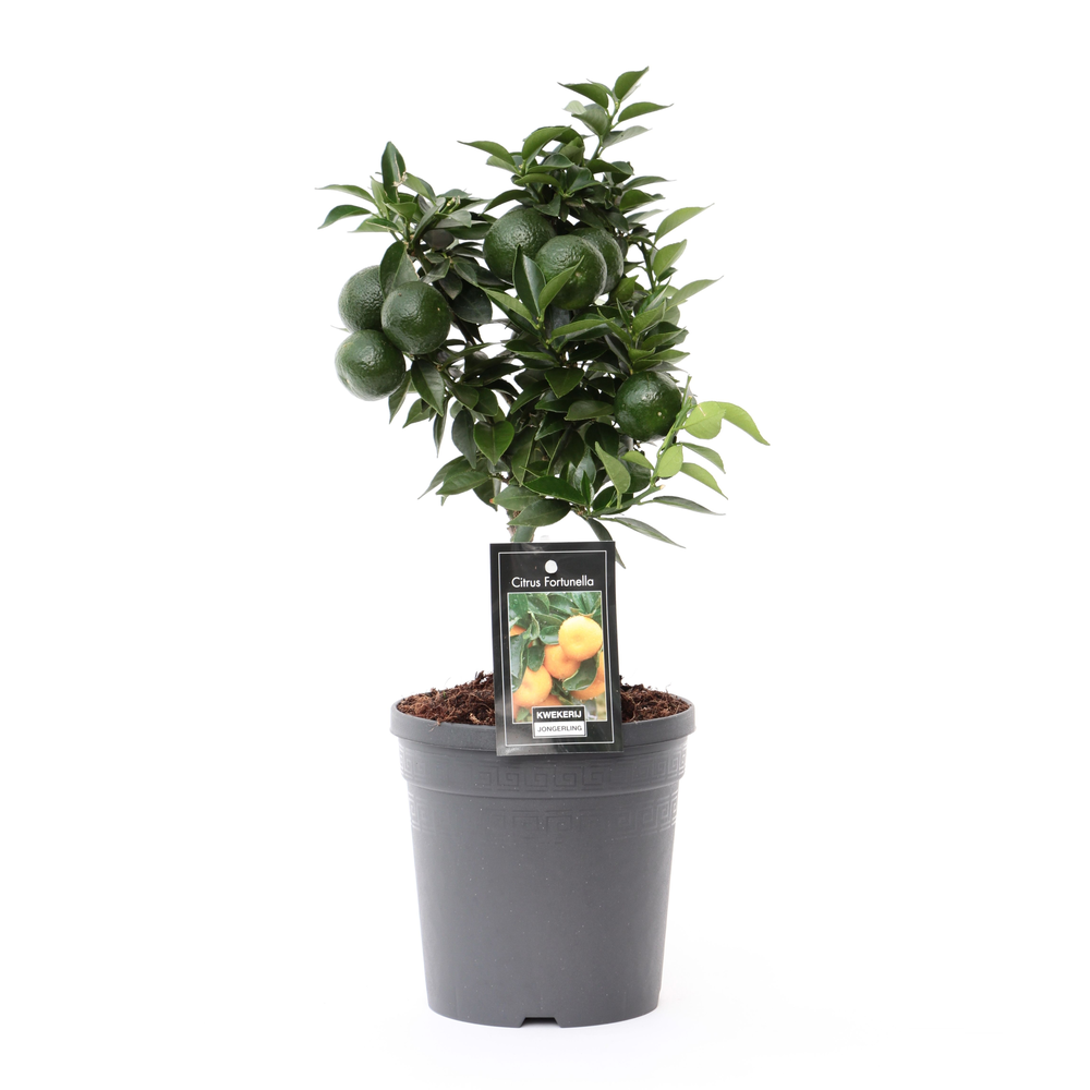 Citrus Mandarin.