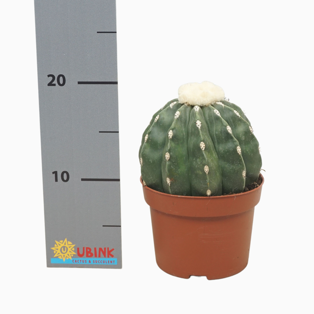 Melocactus maxonii inermis 13cm.