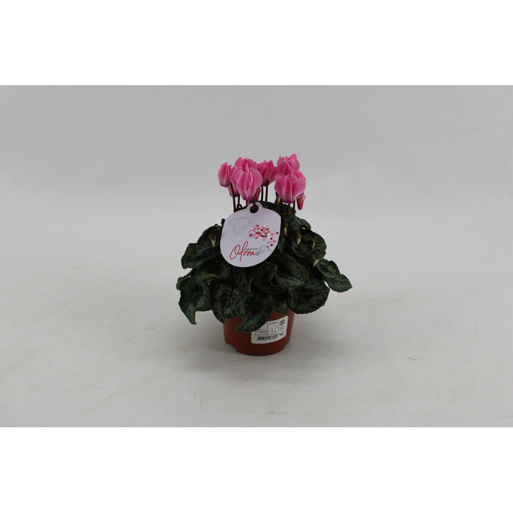 Cyclaam Odora Neon Flamed.
