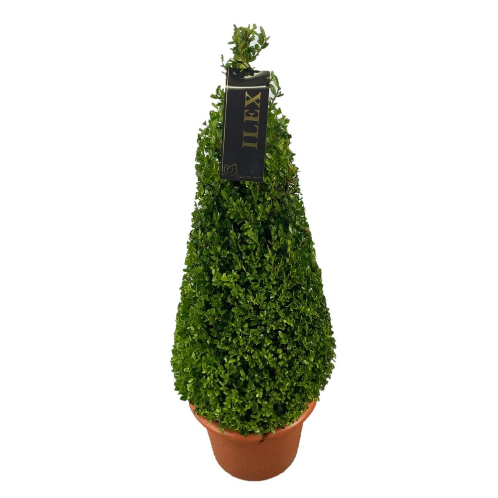 Ilex conv. Caroline Upright Piramiden p30(t) 90-10.