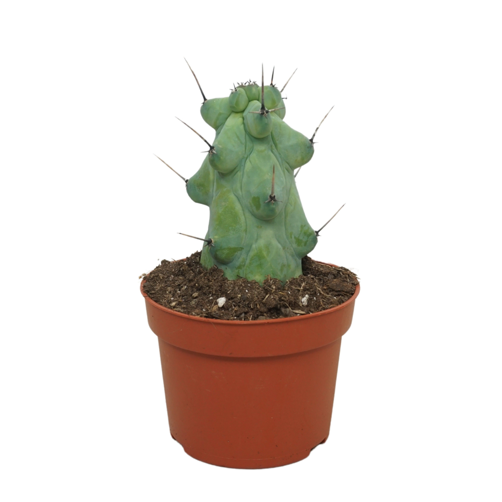 Myrtillocactus 'Boobie' 10,5 cm.