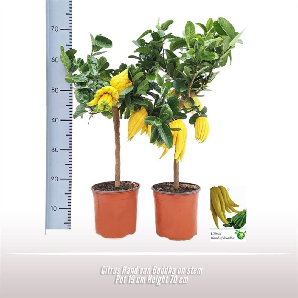 Citrus Hand van Buddha op stam.