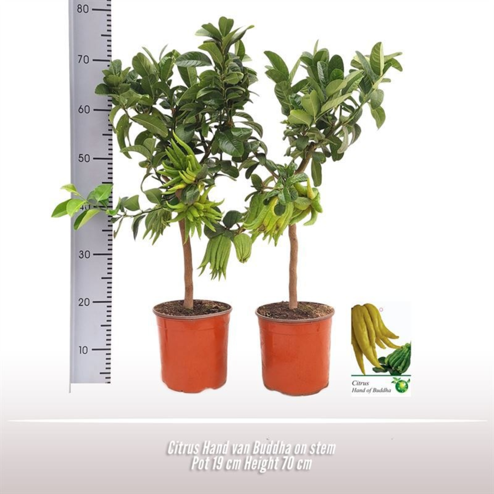 Citrus Hand van Buddha op stam.