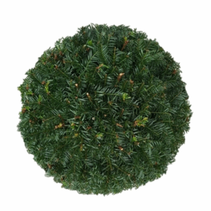 Taxus baccata Bol p33 (th) stam 60 Ø45-+ ©.