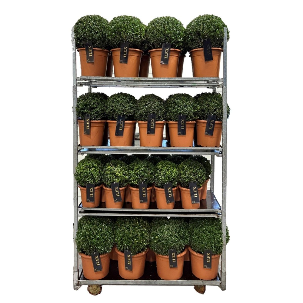 Ilex mix cc 2.