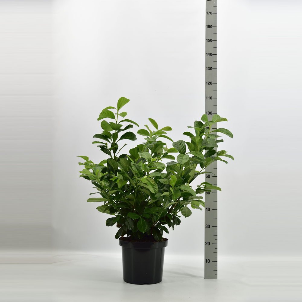 Prunus laurocerasus 'Etna'®.