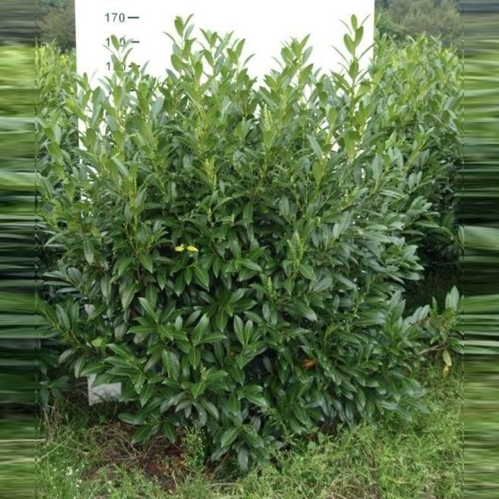 Prunus laurocerasus 'Herbergii'.