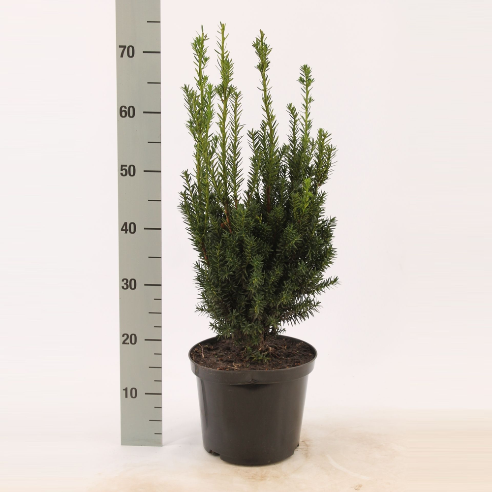 Taxus media 'Hillii'.
