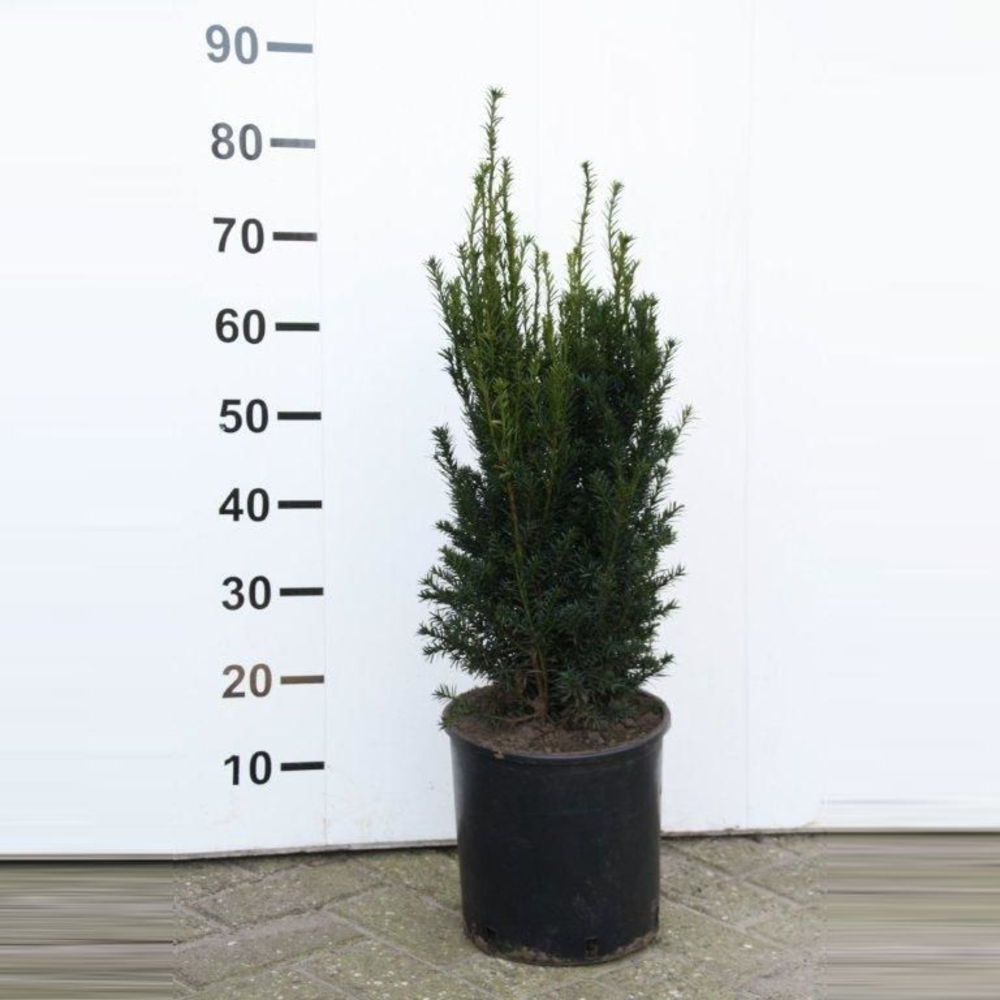 Taxus media 'Rising Star' ®.