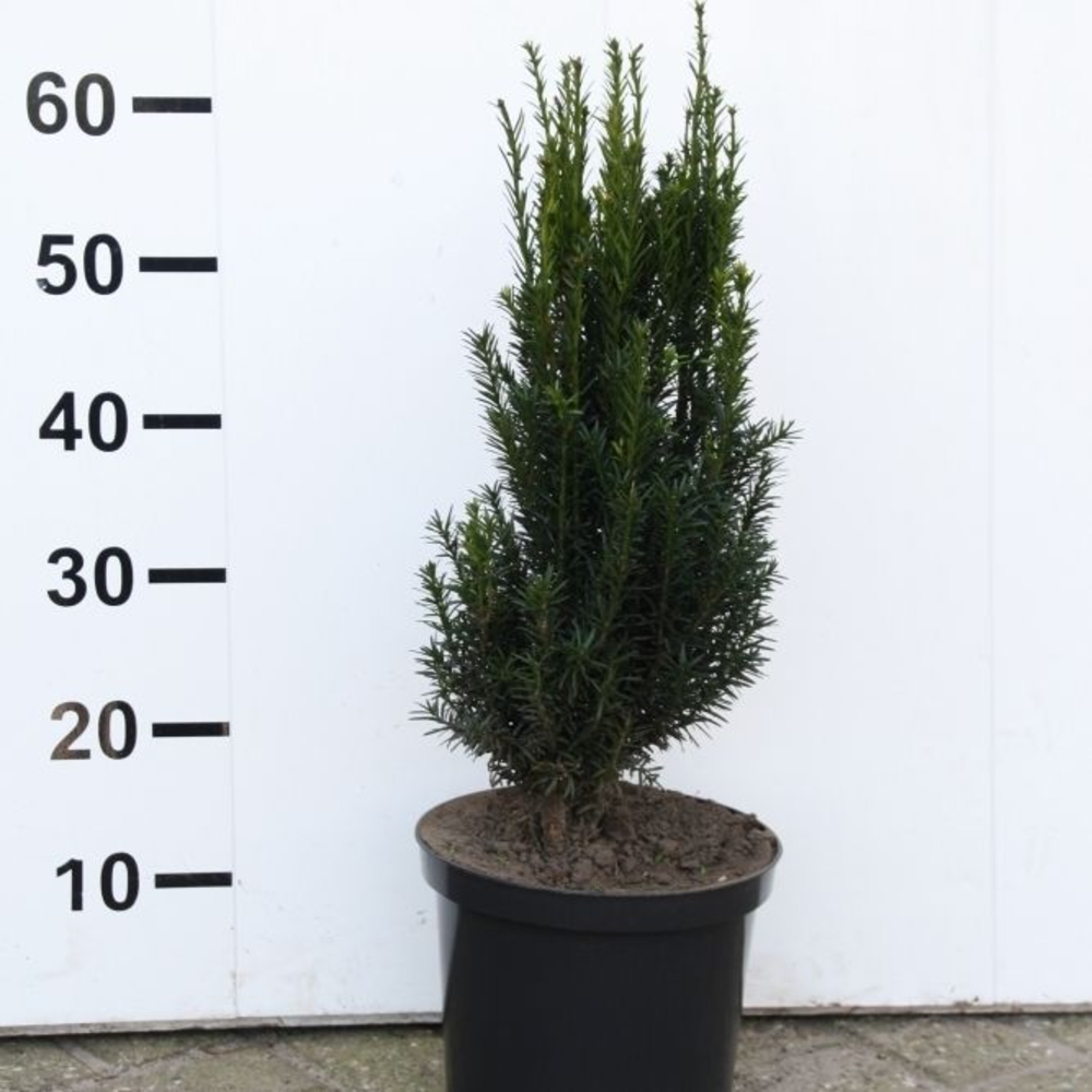 Taxus media 'Rising Star'.