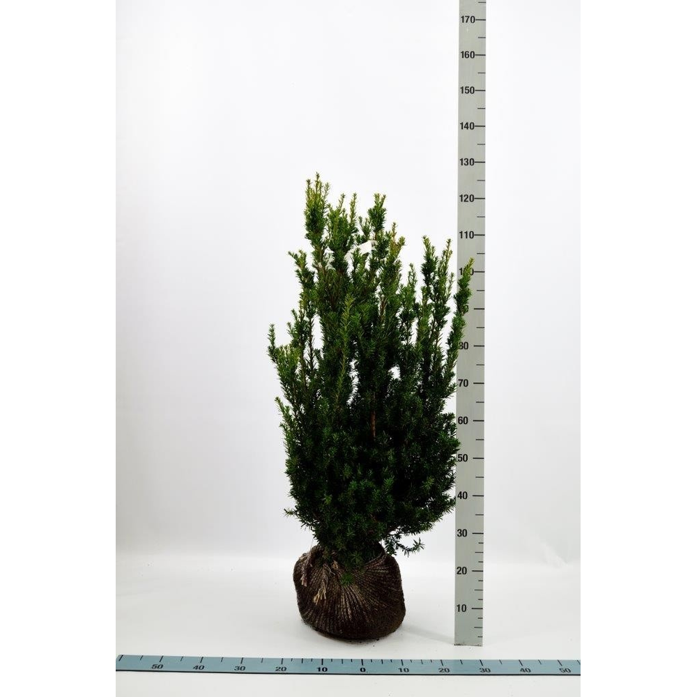 Taxus media 'Hillii'.