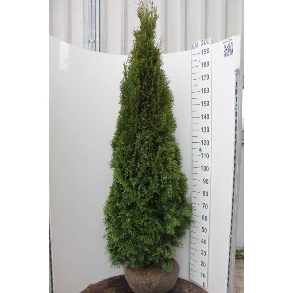 Thuja occidentalis 'Smaragd'.