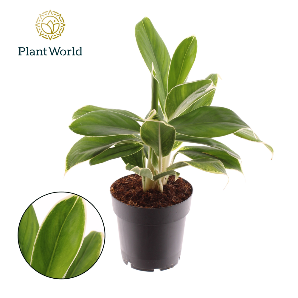 Aglaonema White Lime.