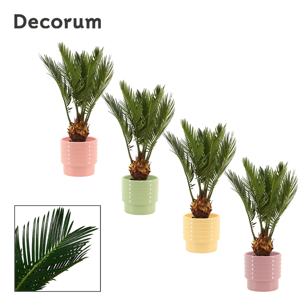 Cycas revoluta 9 cm, 4+ veren in Naemi (Tasty bubb.