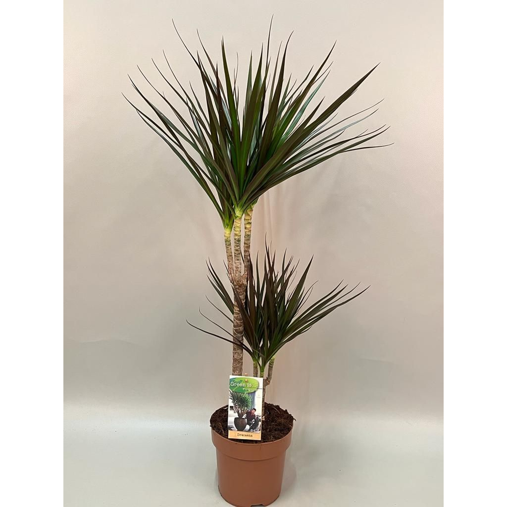 Dracaena Magenta 30-15 - hoogte 75-85.