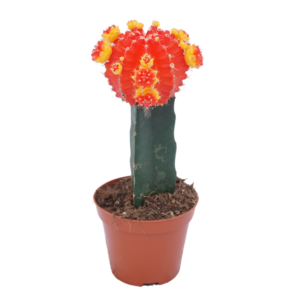 Gymnocalycium geënt rood/geel 8,5 cm.