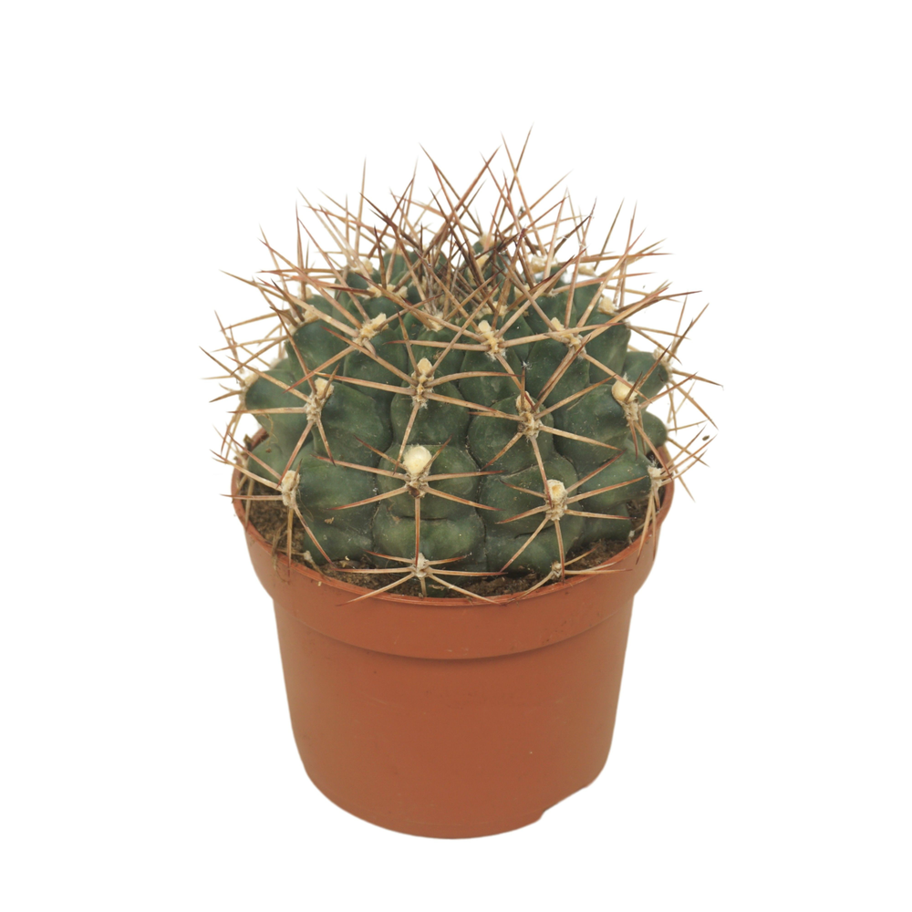 Gymnocalycium delaetii 10,5 cm.
