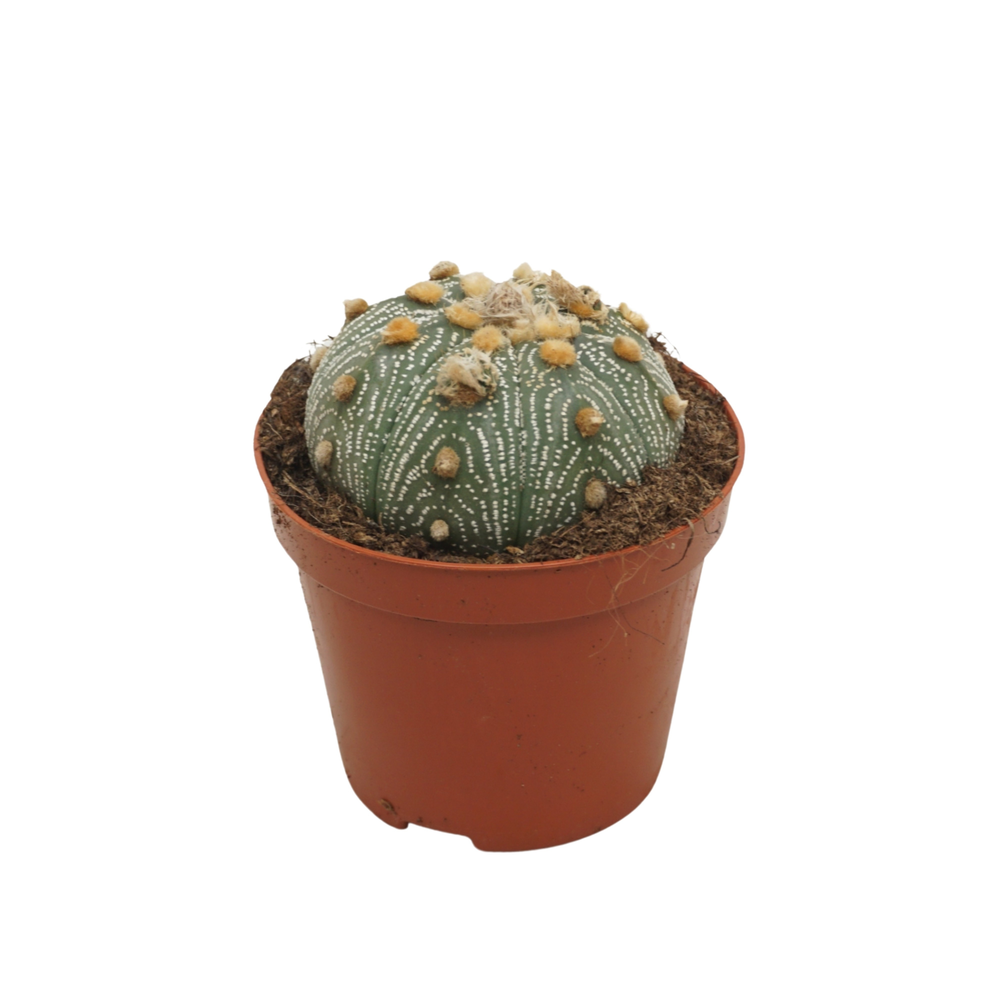 Astrophytum asterias 8,5 cm.