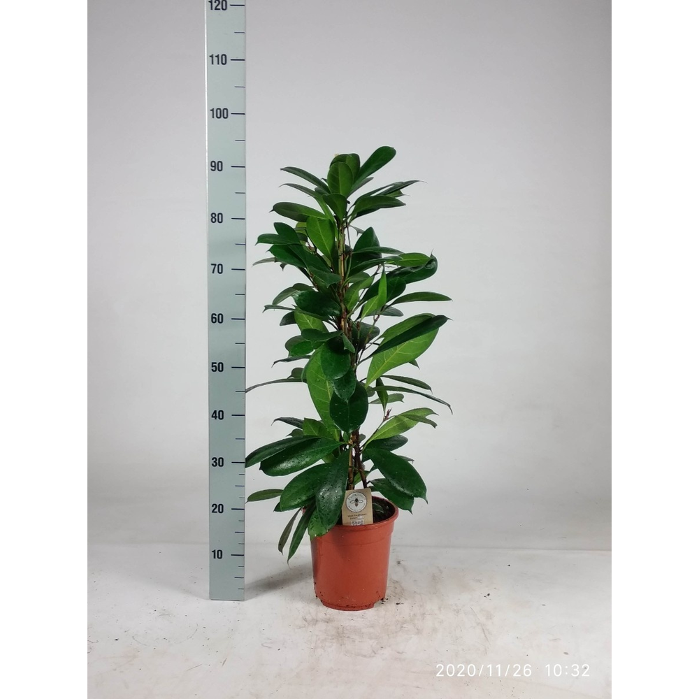 Ficus cyathistipula 90cm.