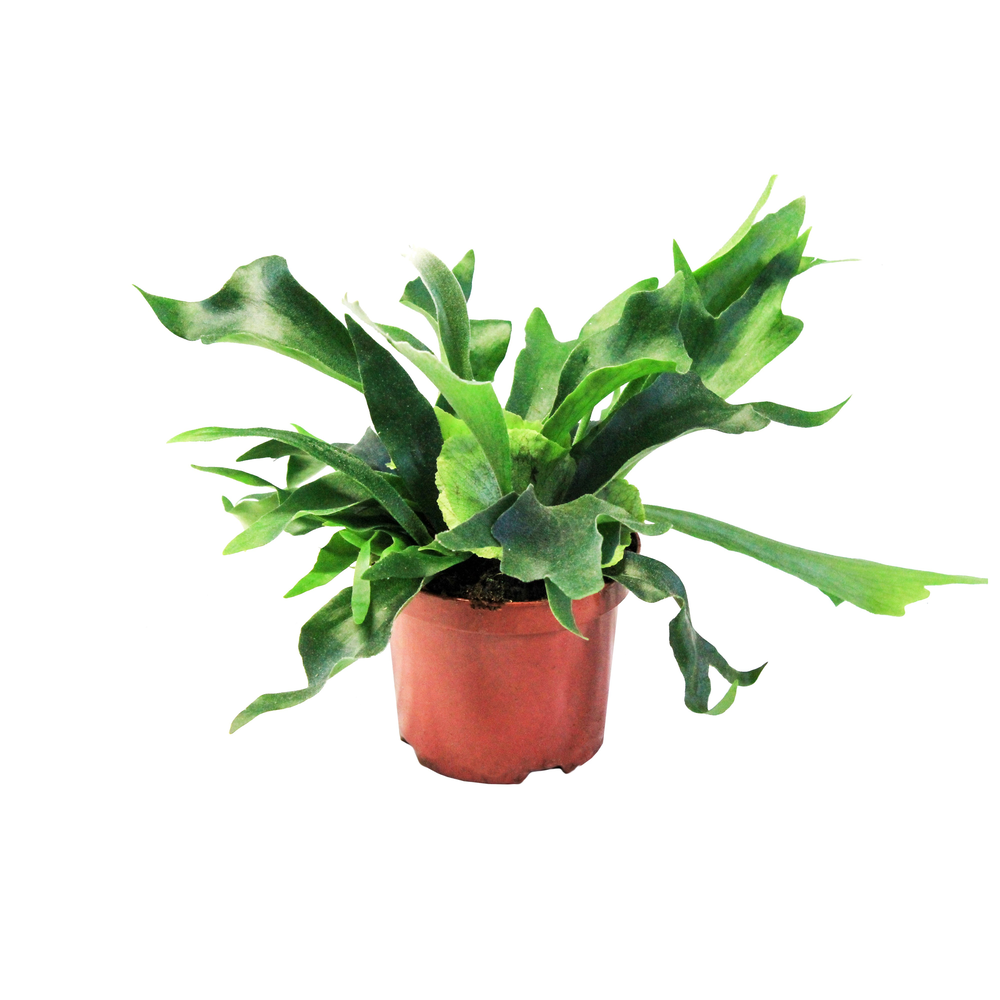 Platycerium Alcicorne (Hertshoorn).