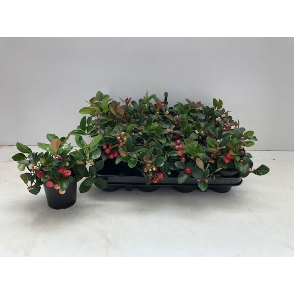 Gaultheria Procumbens Big Berry Red P9.
