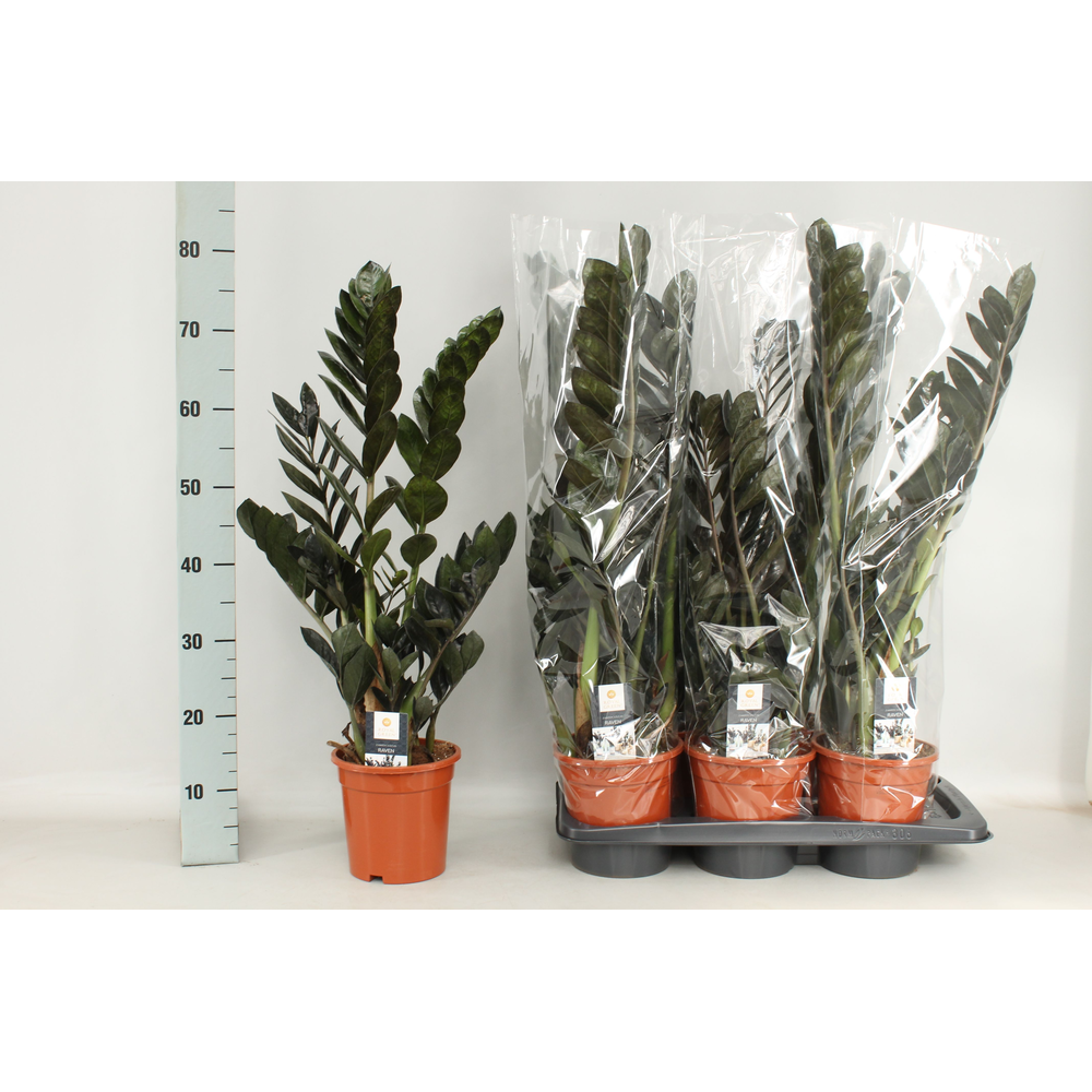 Zamioculcas Raven 17cm.
