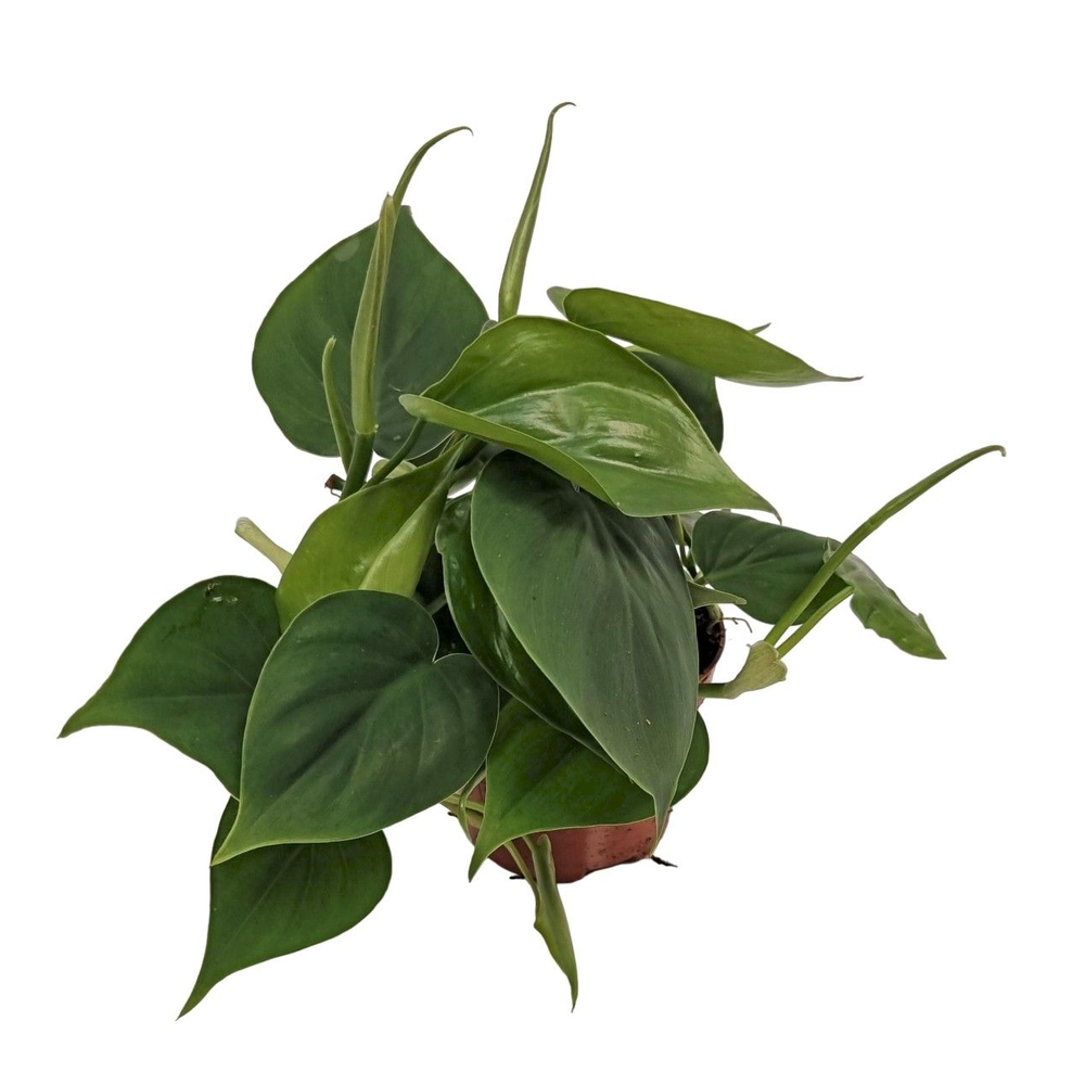Philodendron scandens.