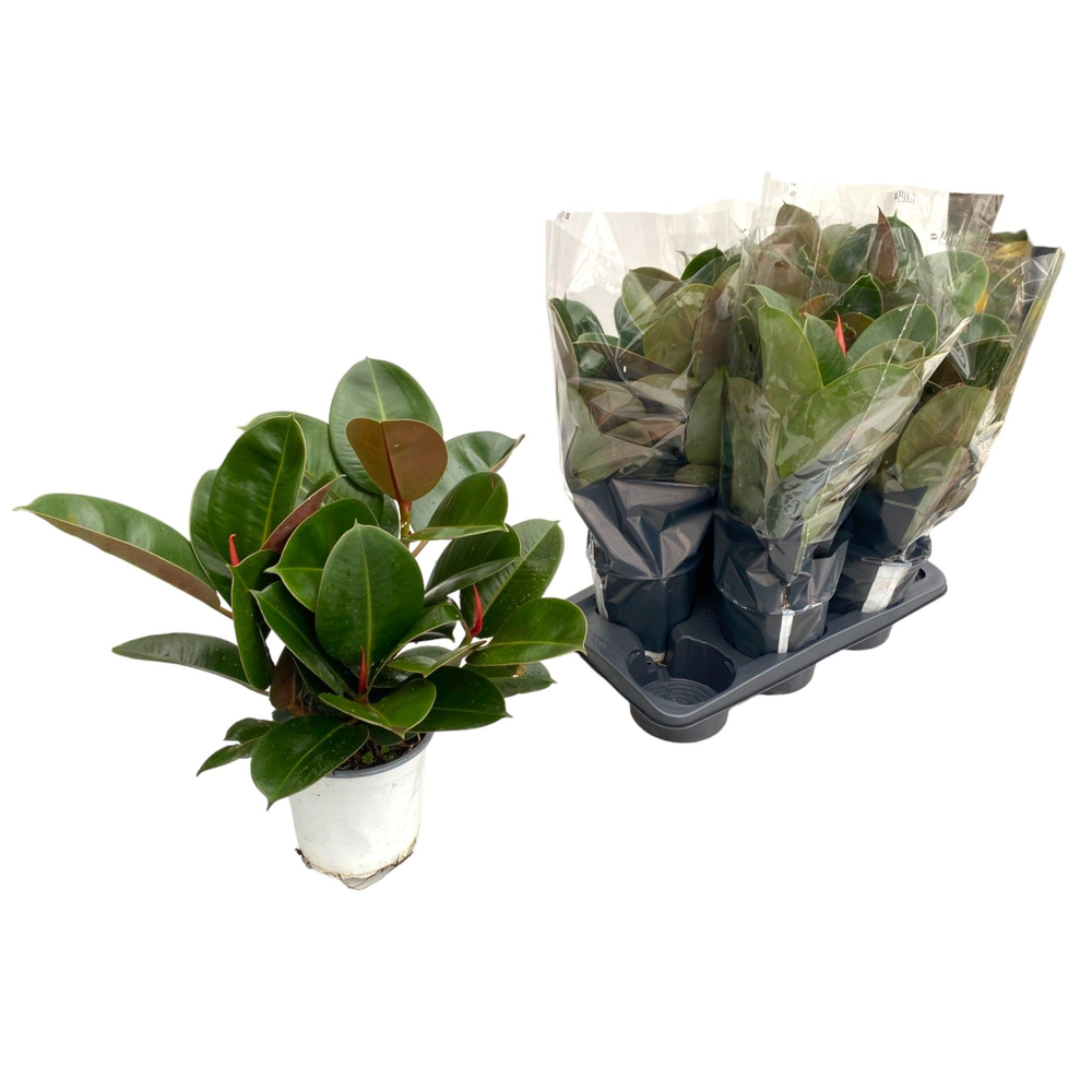 Ficus elastica Robusta Branch P17.