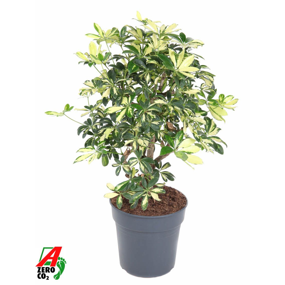 Schefflera Trinette 1,5ft P24.