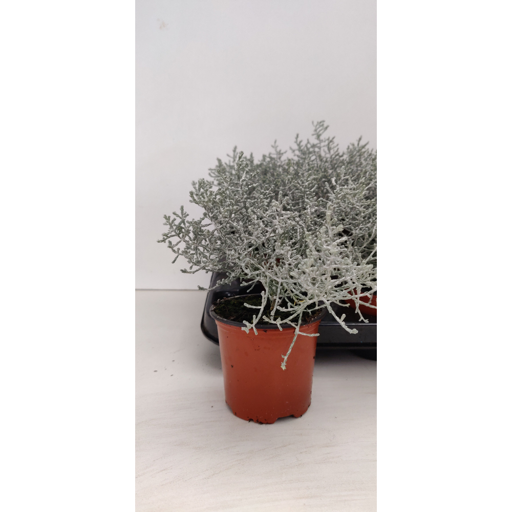 Calocephalus Brownii P9.