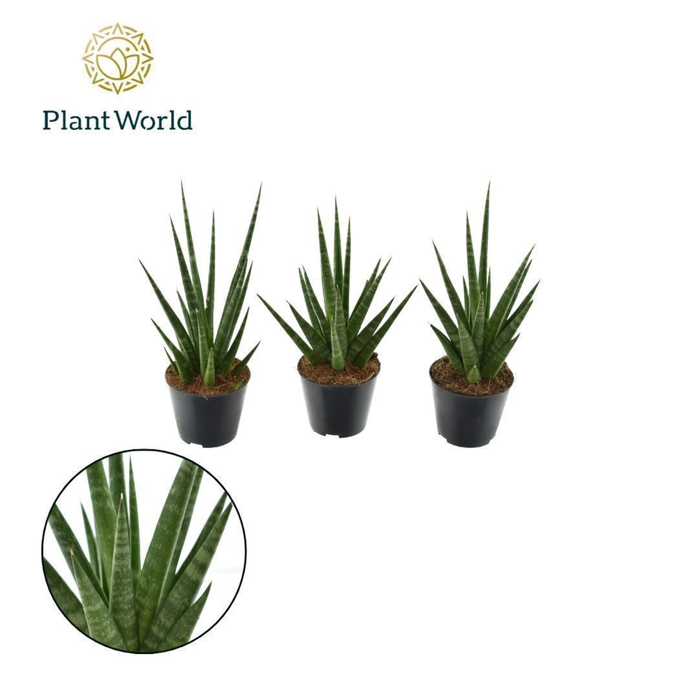 Sansevieria 'Dancing Queen'.