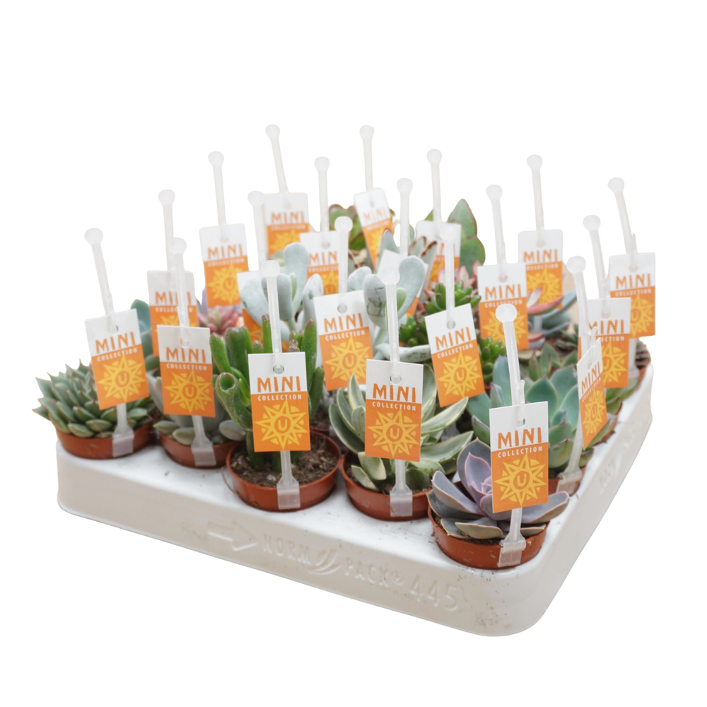 Succulenten mix 5,5 cm met picker+etiket.