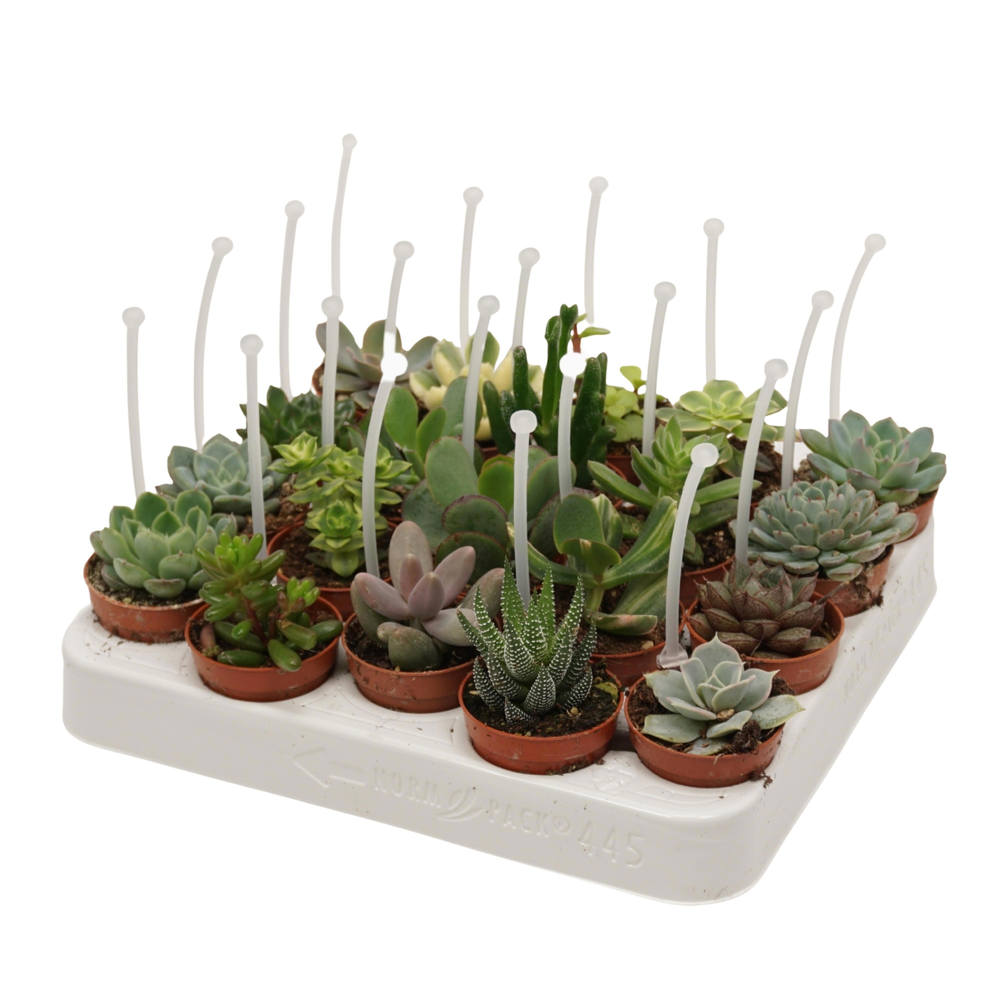 Succulenten mix 5,5 cm met picker.