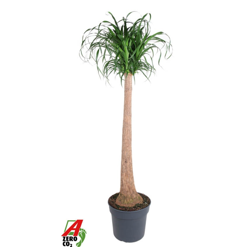 Beaucarnea stam P40 - 4ft.