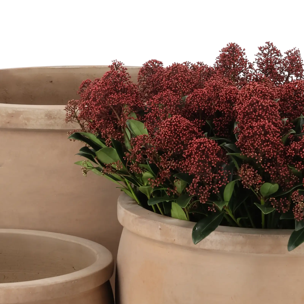 Closeup af Egg Pot w Collar Choco Terracotta set 4.