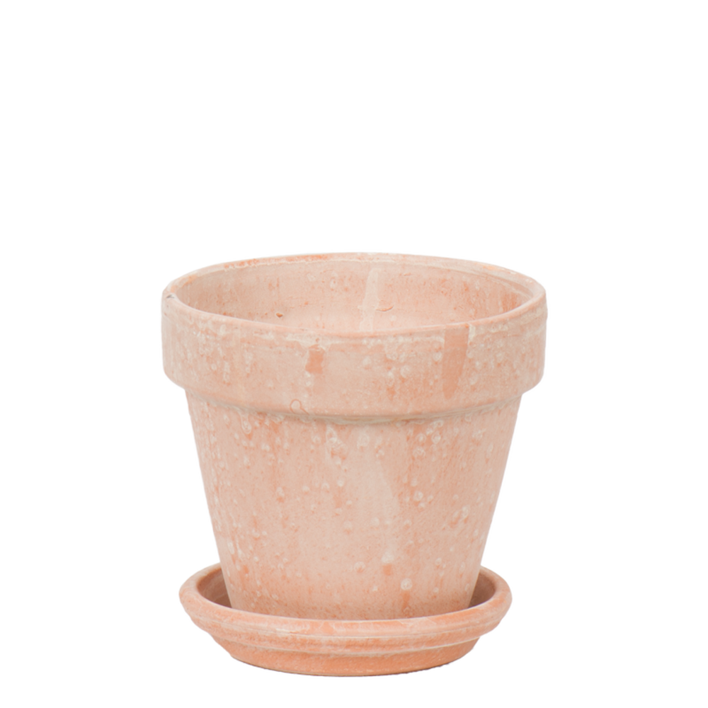 Terracotta antik w/saucer Indoor.