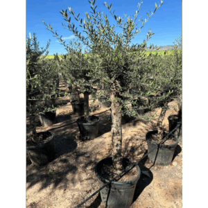 Olea Europaea.