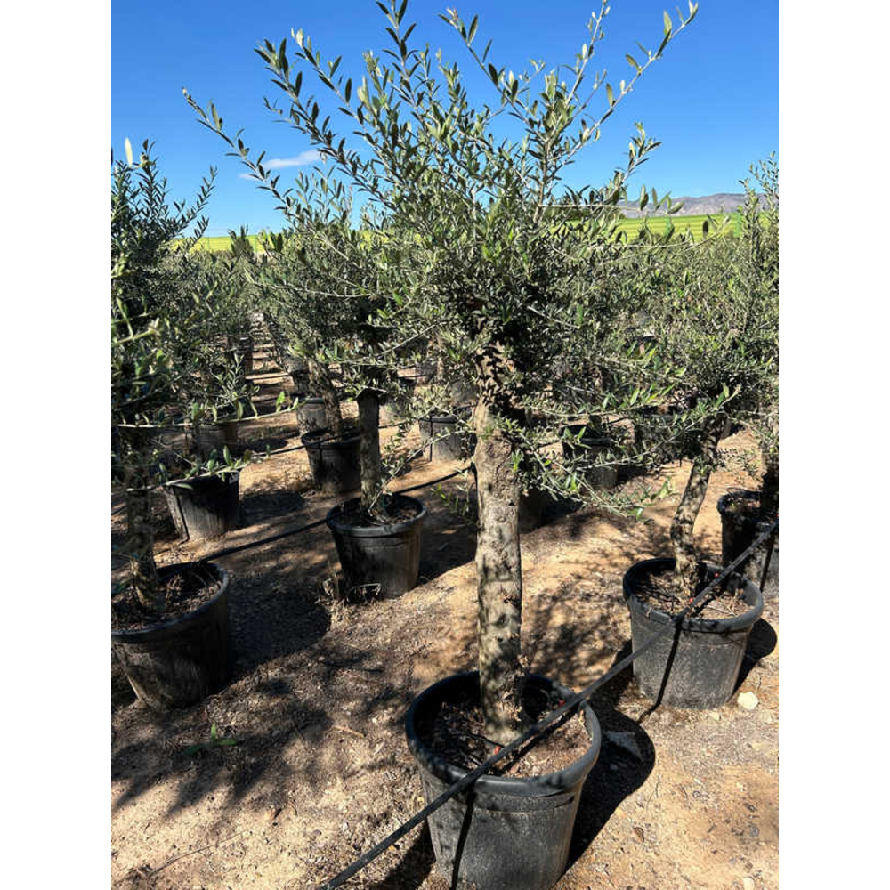 Olea Europaea.